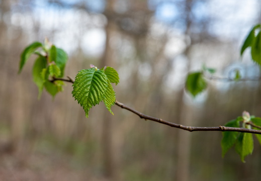 Fruens Plantage april 2021