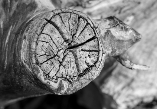 Bjarnes Æbleplantage maj 2021