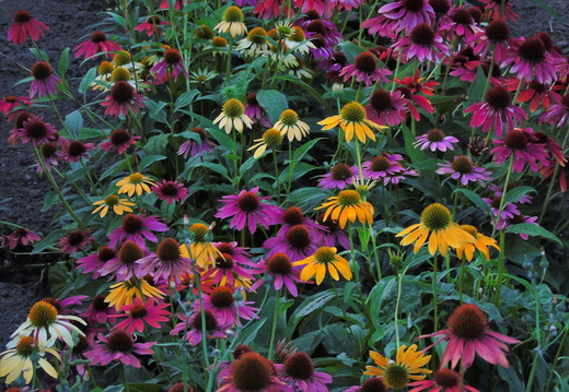 Efterårsblomster ved Rønnebækholm