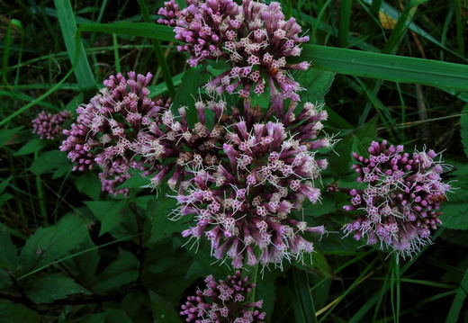 Holmegård mose 2021