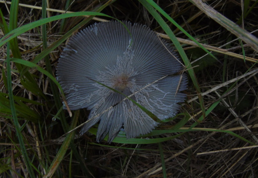 DSC05092
