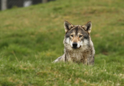 Skandinavisk Dyrepark