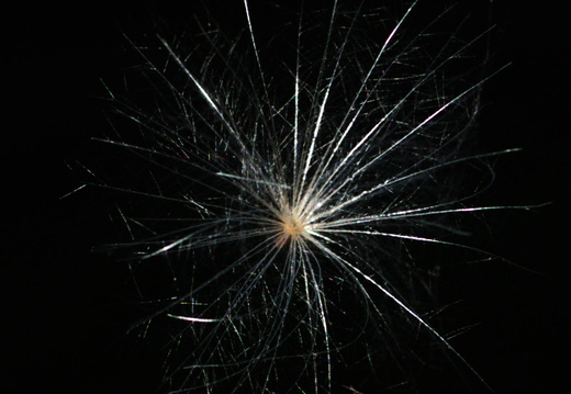 IMG 4769