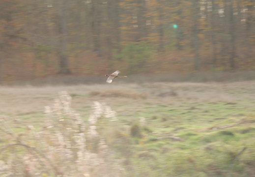 IMG 2550