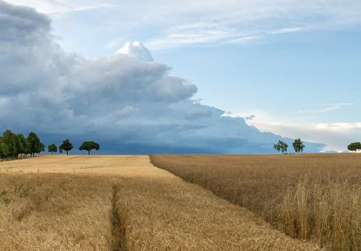 2025 Årskonkurrence