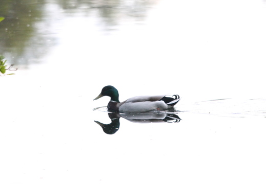 Lily Vogelsang - Spejlinger 2