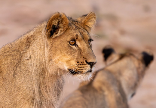 Anne Svenne - Frit valg 3