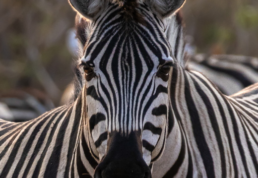 Lise Engskov - Frit valg