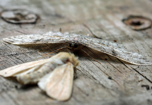 Morten Løjmand - Detaljer