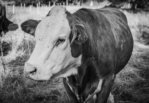 Torben Jensen - Frit valg