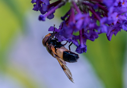blomsterbi